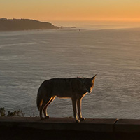 A coyote in San Francisco