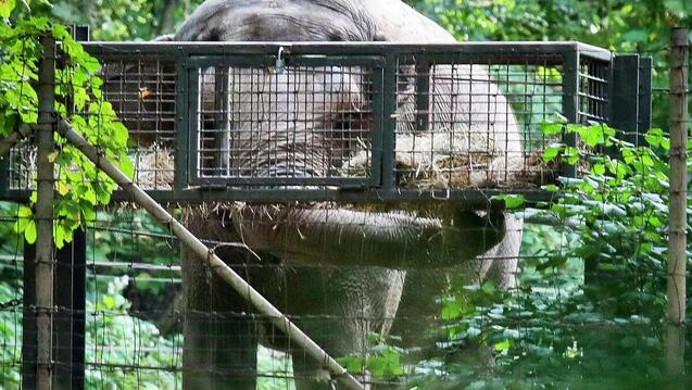 Elephant in cage eats plants.