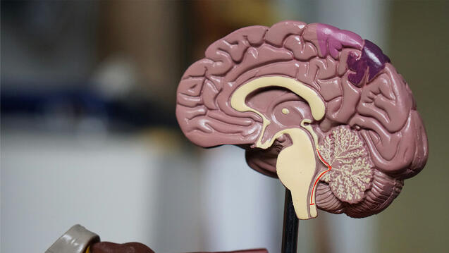 Read the story: Predicting autism could be possible through brain wave patterns, study shows