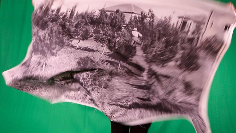 A hide with an image of trees being held up against a green background