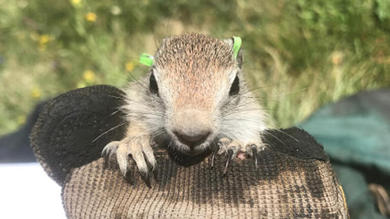 Annual field research trip led by Professor Scott Nunes to document the behavior of juvenile Belding’s ground squirrels