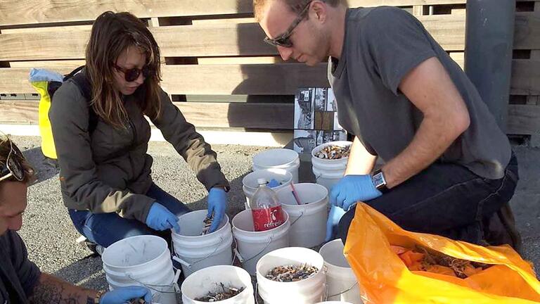 Volunteers at beach cleanup working to remove cigarette butt litter