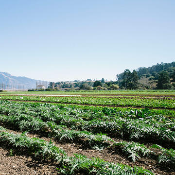 crops at Star Route Farms